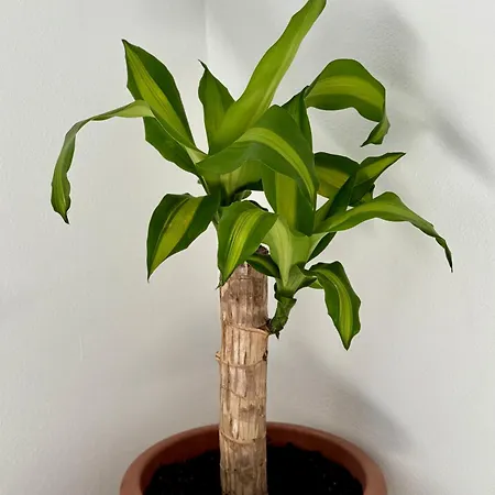 Dolce Casa Jes شقة